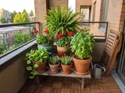 Tall fern, red geraniums, basil and trailing pothos in mixed pots grouped on a low stand in a balcony corner