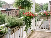 Galvanized clip-on planters on a white balcony railing filled with rosemary, thyme, ivy and petunias