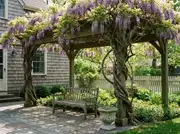Mature wisteria in bloom grown over heavy timber pergola beams, shading a bluestone patio and bench
