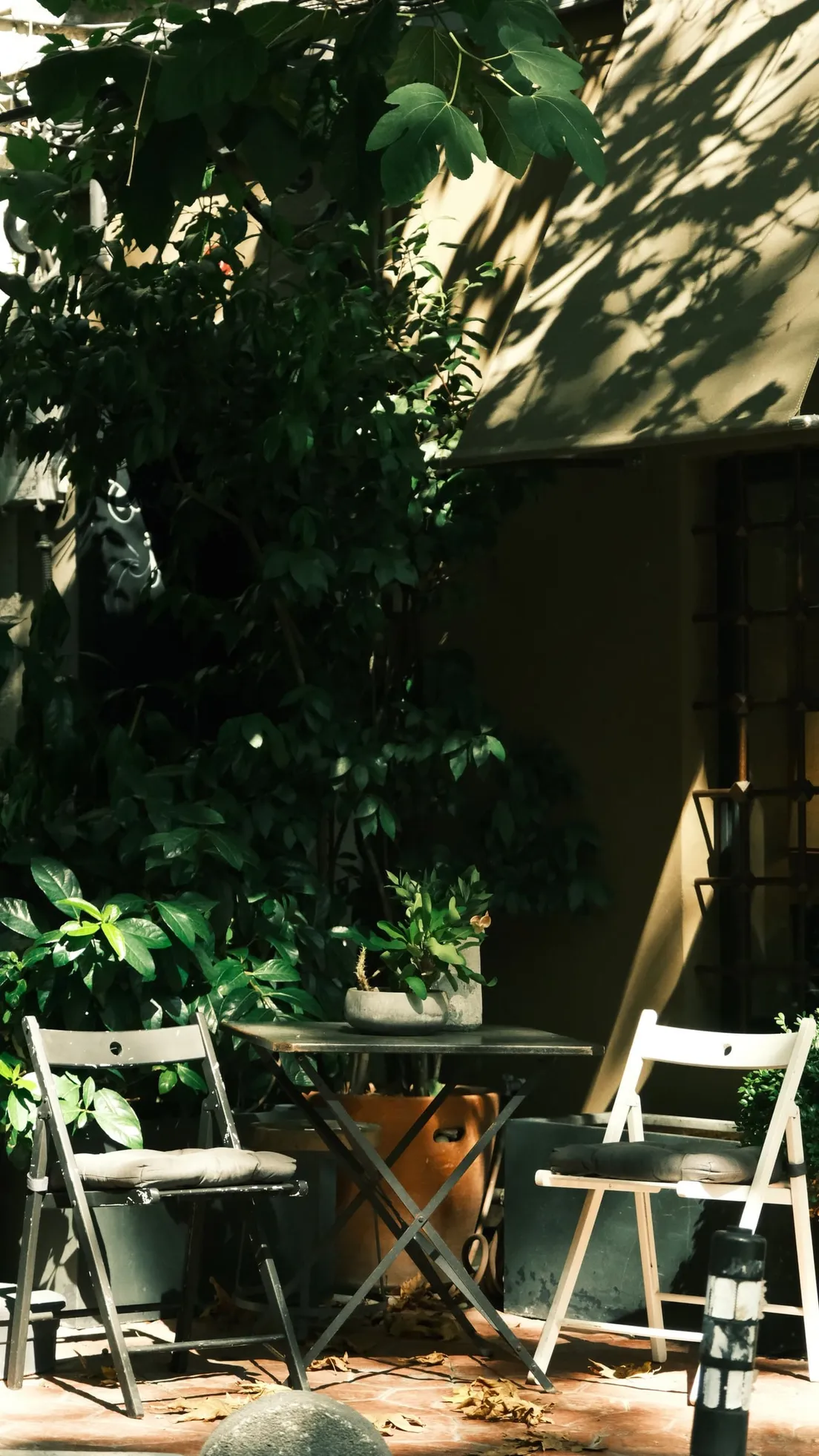 A small round bistro table with two folding chairs under a fig tree on a shaded patio