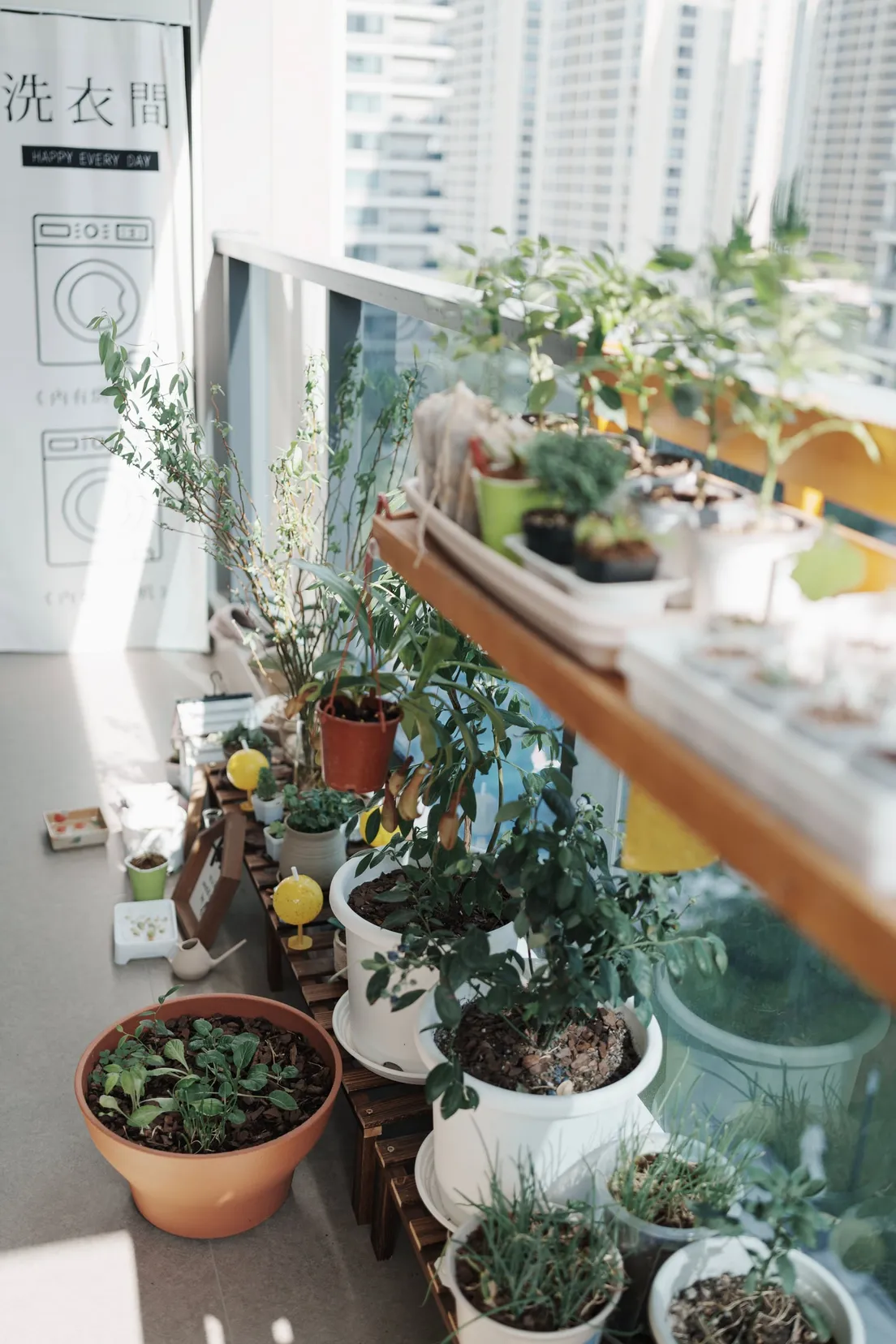 A cluster of potted plants and herbs arranged together on an urban apartment balcony garden