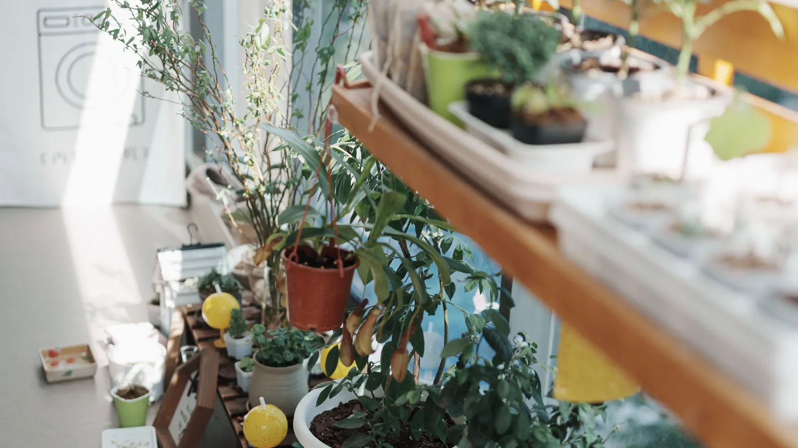 A cluster of potted plants and herbs arranged together on an urban apartment balcony garden