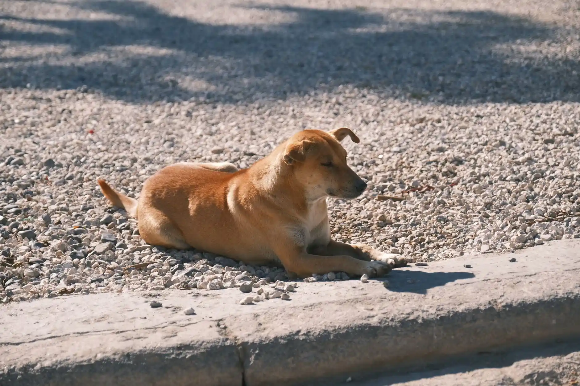 A dog lying on a pea gravel surface in a backyard