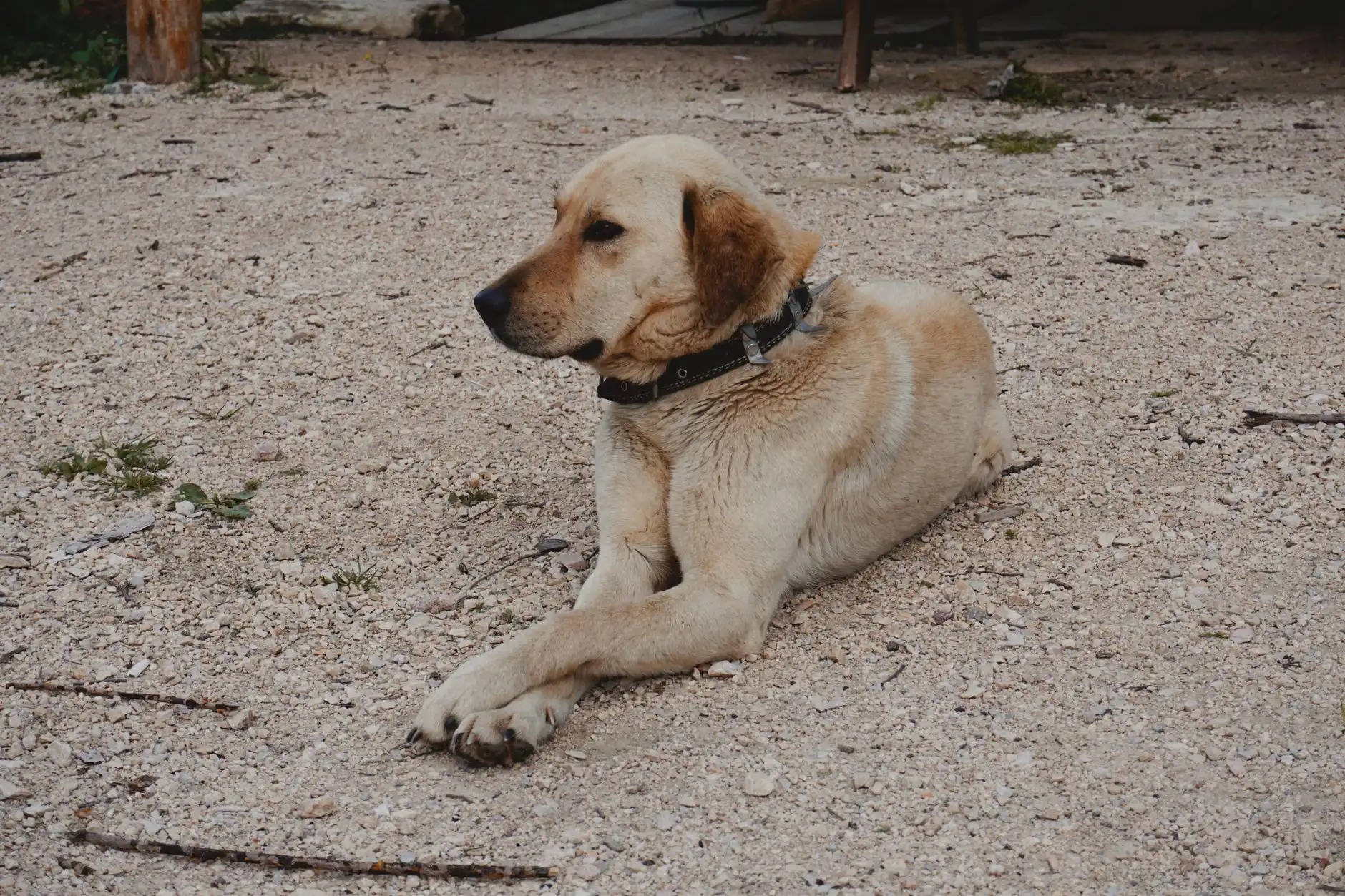 A labrador lying comfortably on a gravel surface in a backyard without grass