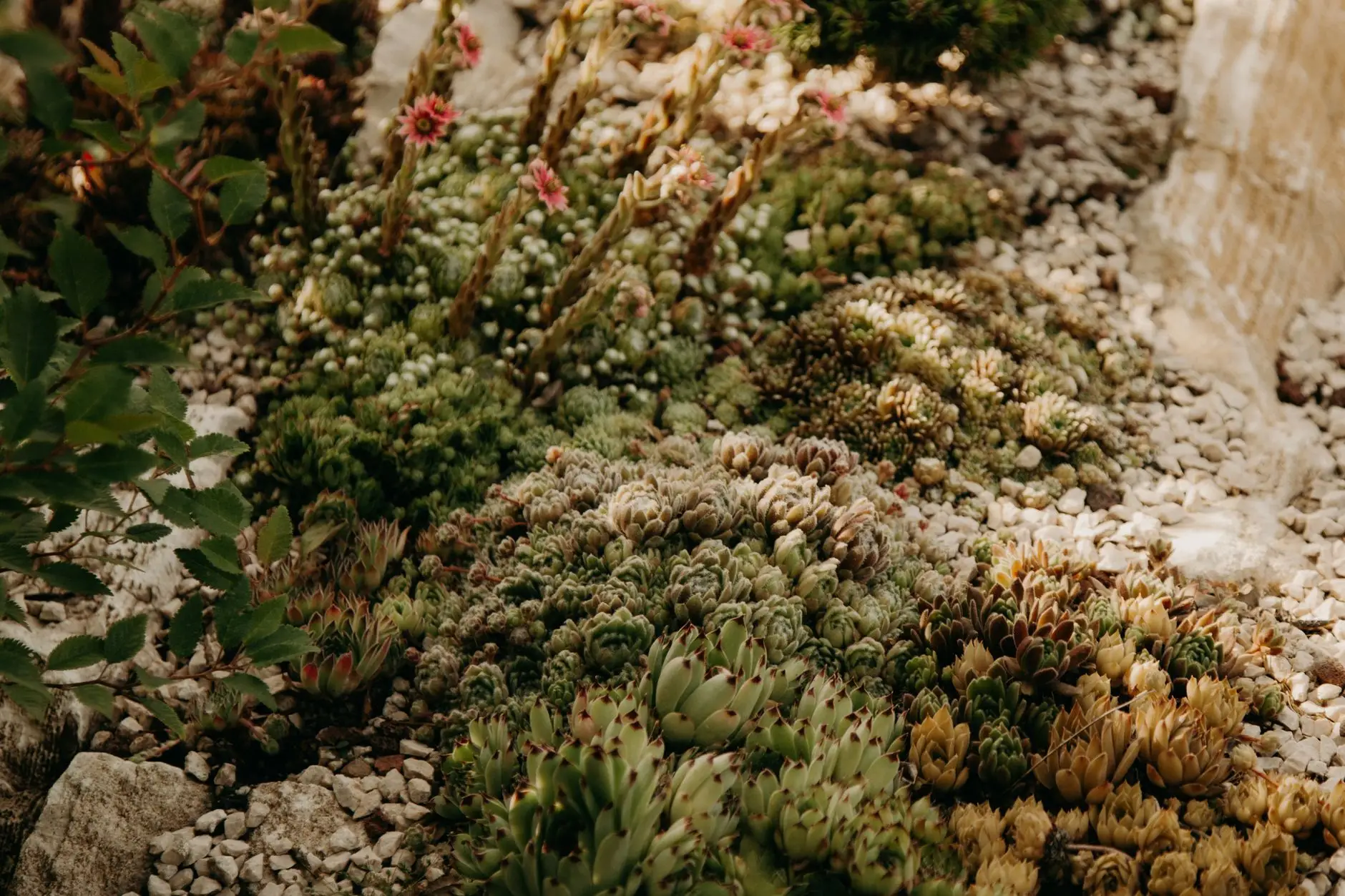 Drought-tolerant succulents in a gravel bed in a backyard with no grass