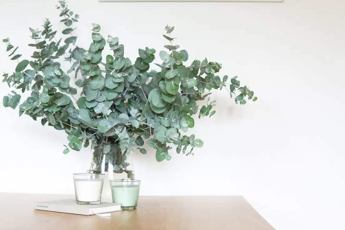Fresh eucalyptus stems in a glass vase with two candles on a wood table against a warm white wall