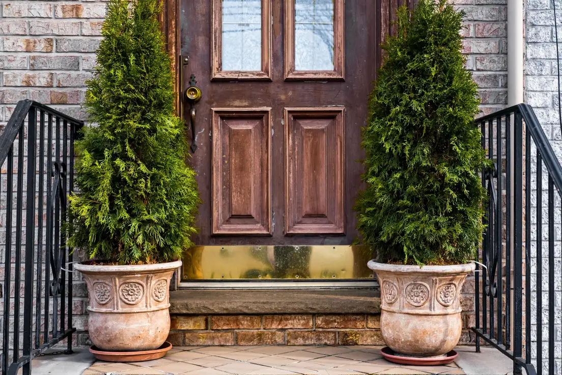 Two large terracotta planters holding tall evergreen shrubs on either side of a wood front door with black iron railings