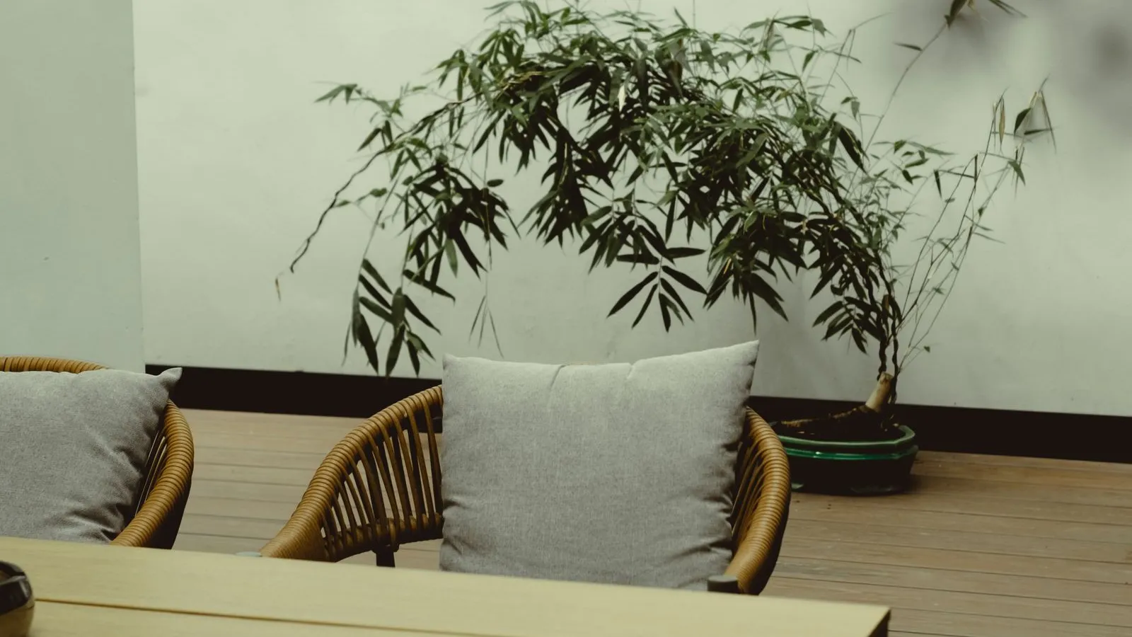 A minimalist patio with two woven chairs, gray cushions, and one potted bamboo plant against a plain wall