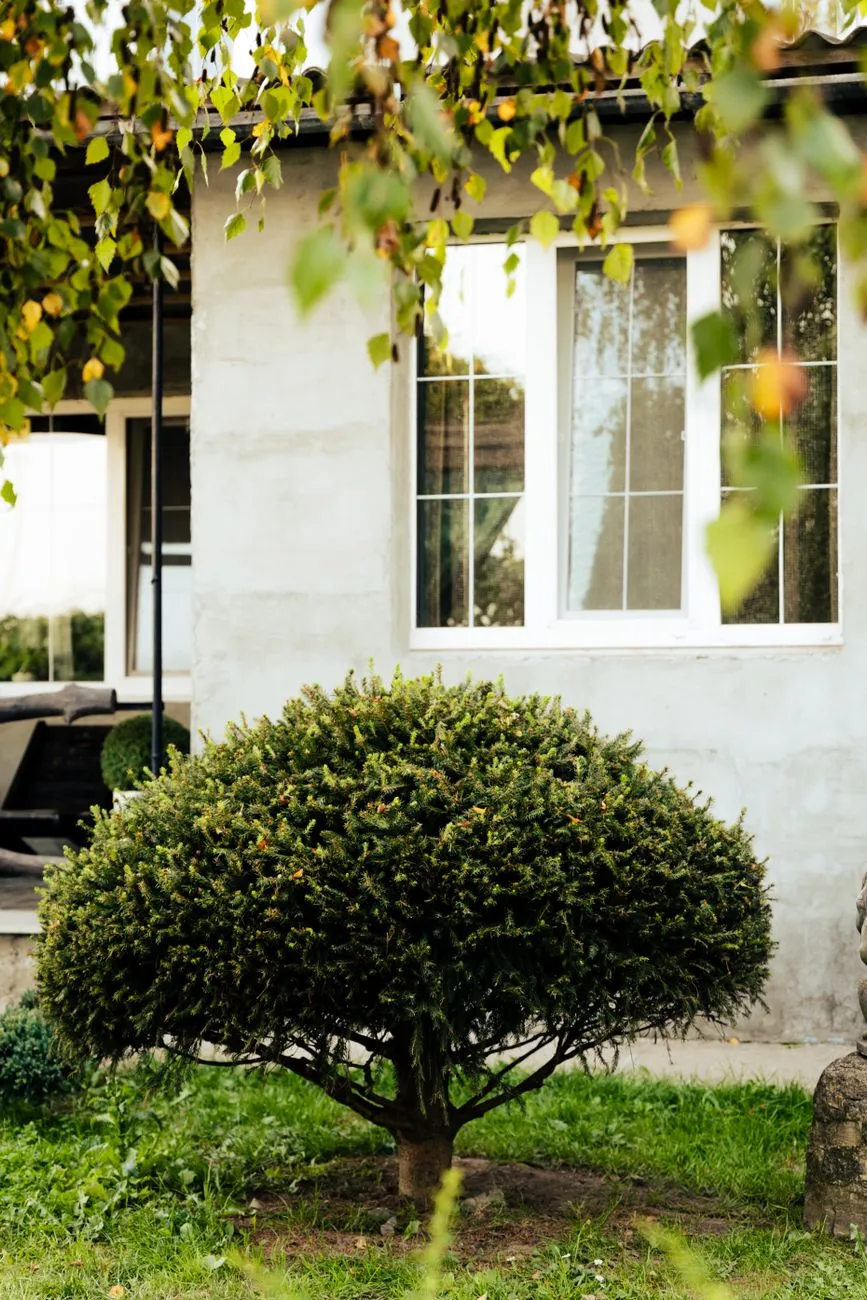 A trimmed, low round shrub planted beneath a house window against a light stucco wall