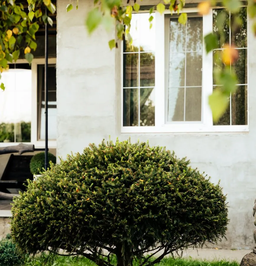 A trimmed, low round shrub planted beneath a house window against a light stucco wall