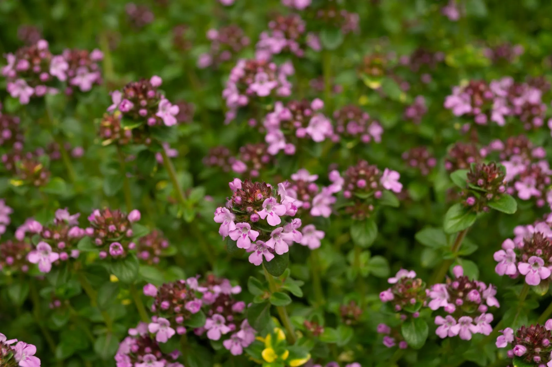 Creeping thyme in bloom as a low-maintenance lawn substitute