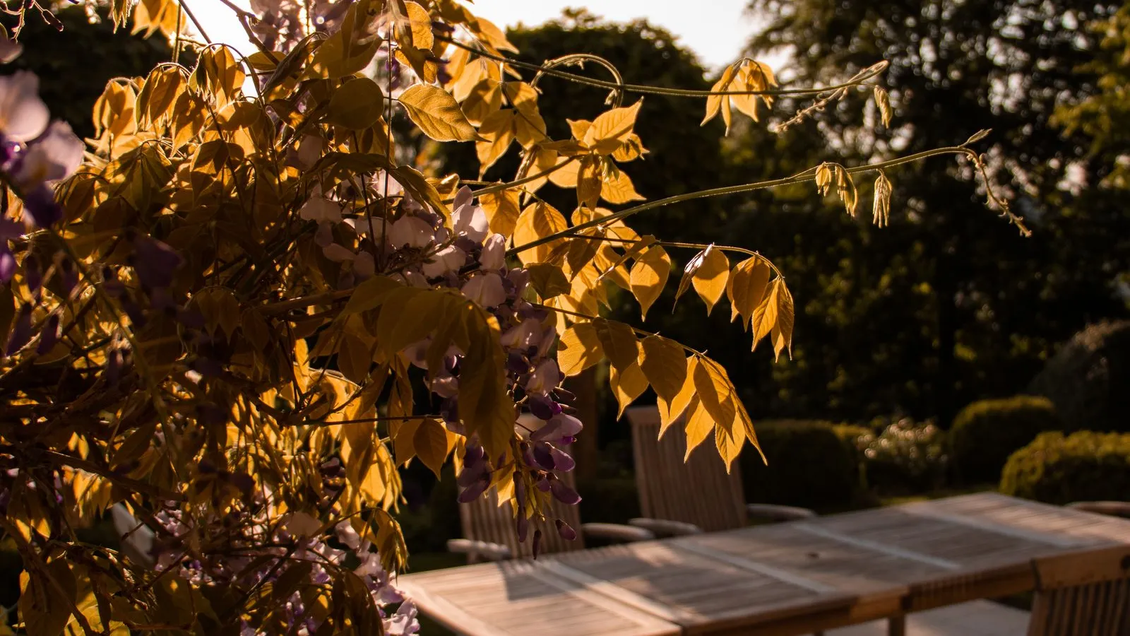 A wooden patio table and chairs in golden evening light with wisteria overhead