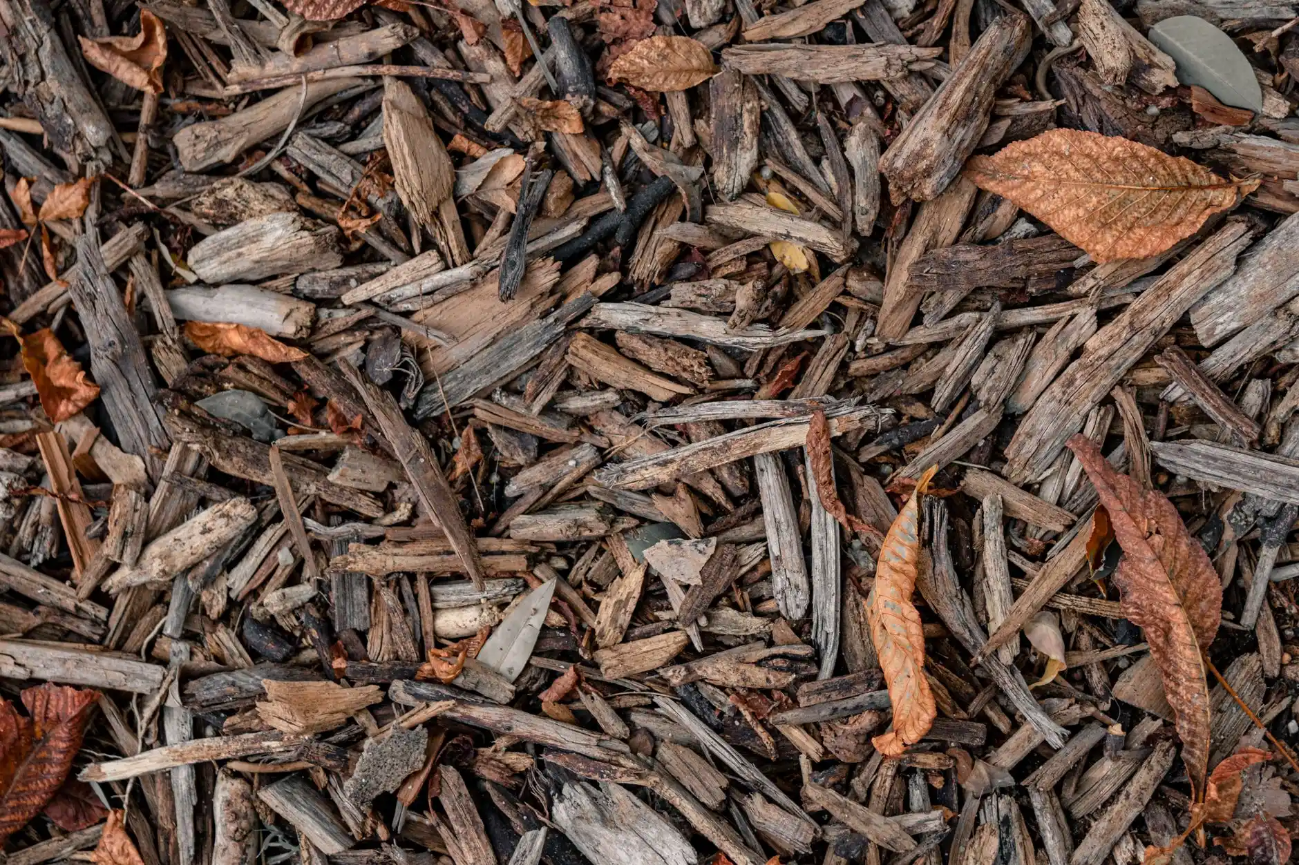 Brown wood chip mulch covering the ground in a no-grass garden bed