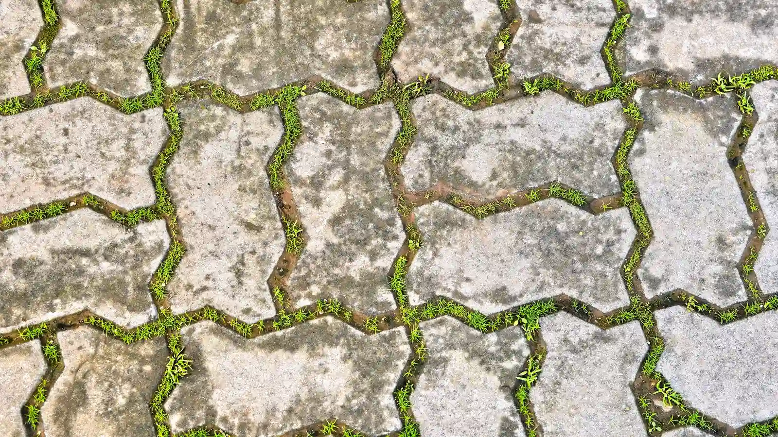 Close-up of permeable interlocking pavers with grass growing between the joints