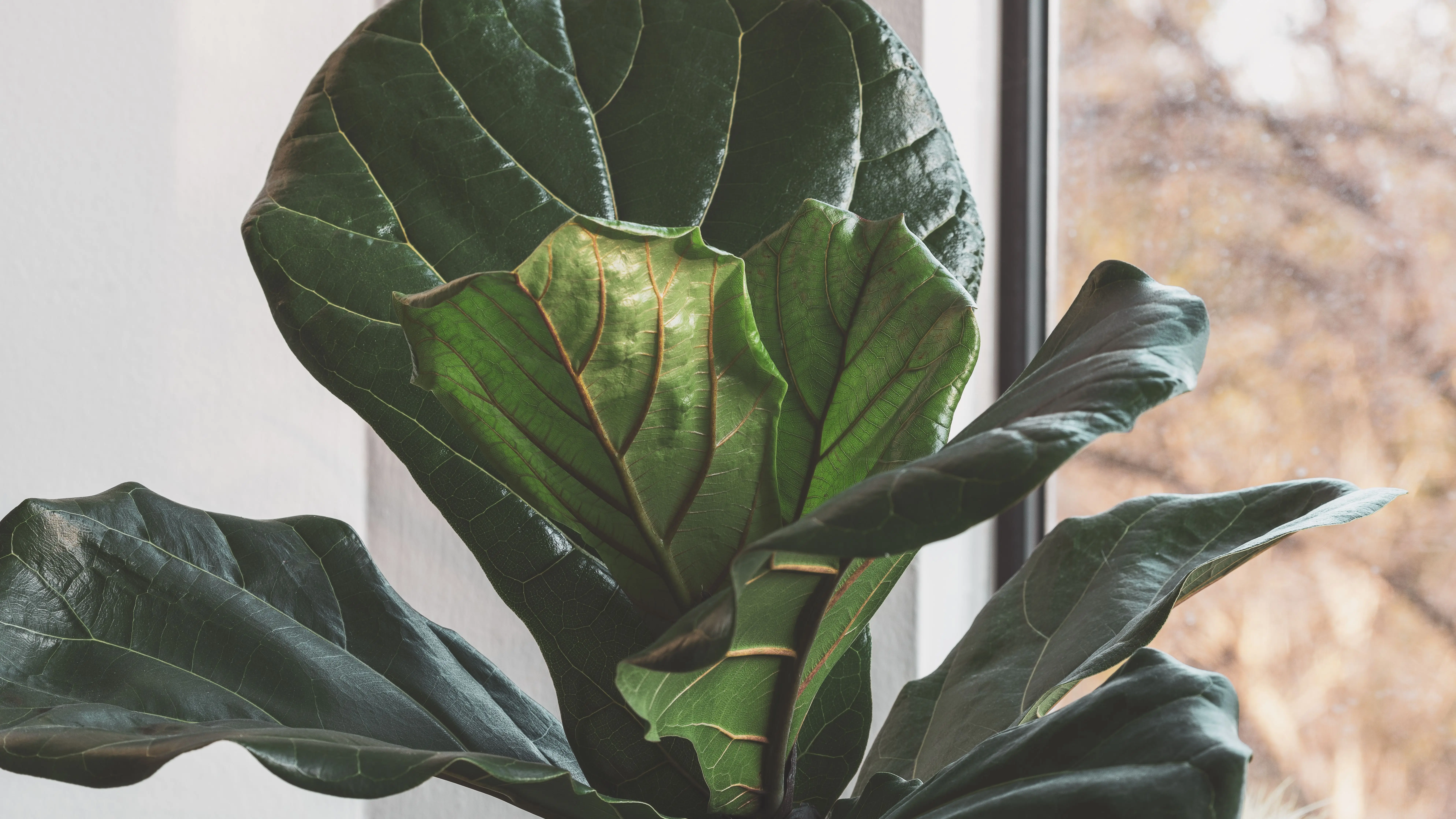 A close-up of a fiddle-leaf fig plant leaf beside a window in a living room