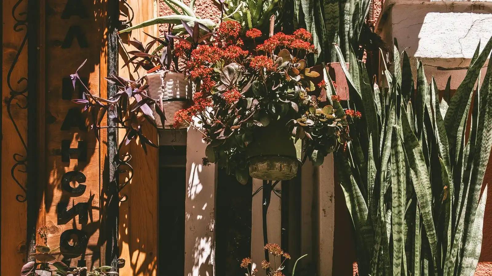 A cluster of potted plants of varying heights grouped together on a small patio