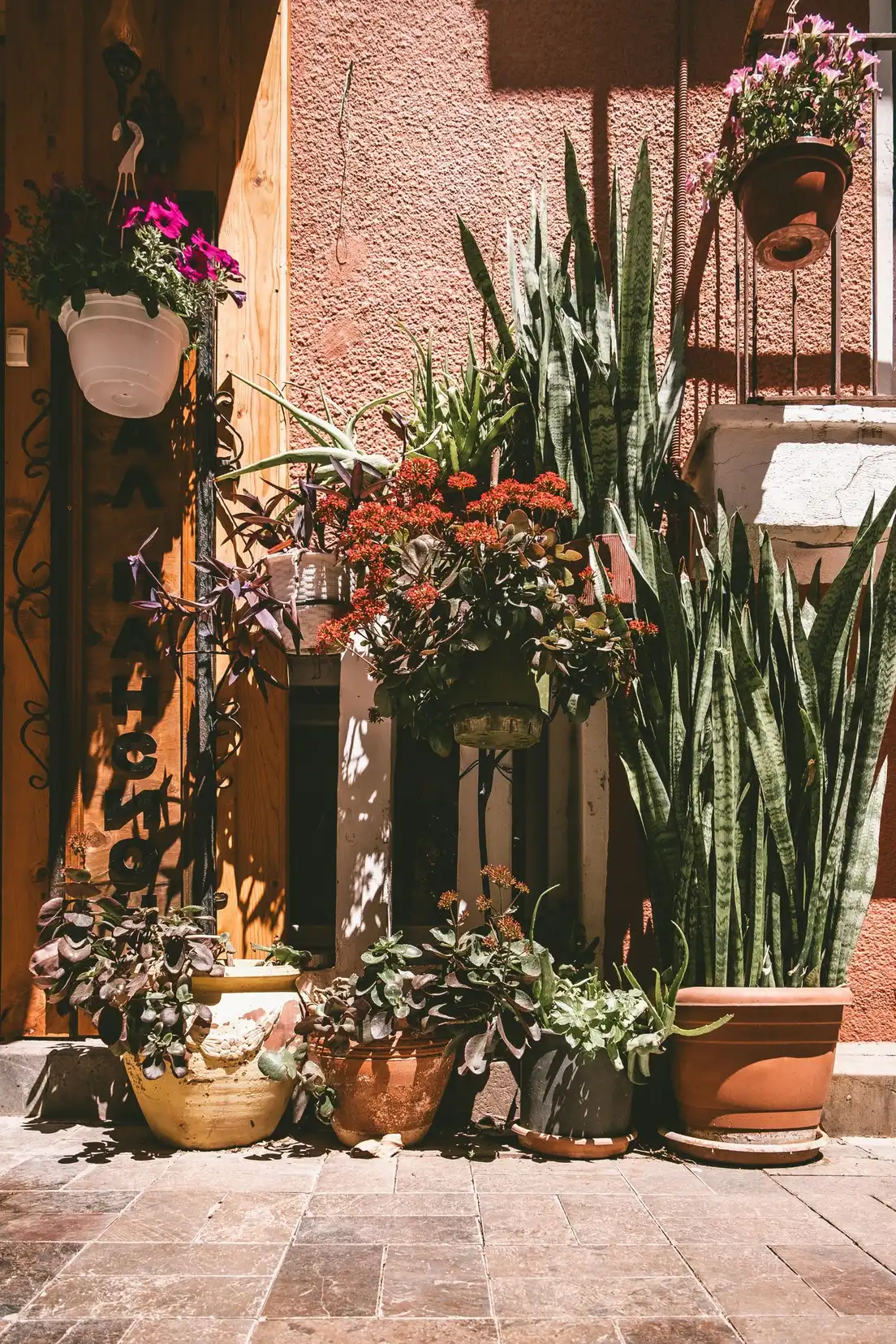 A cluster of potted plants of varying heights grouped together on a small patio