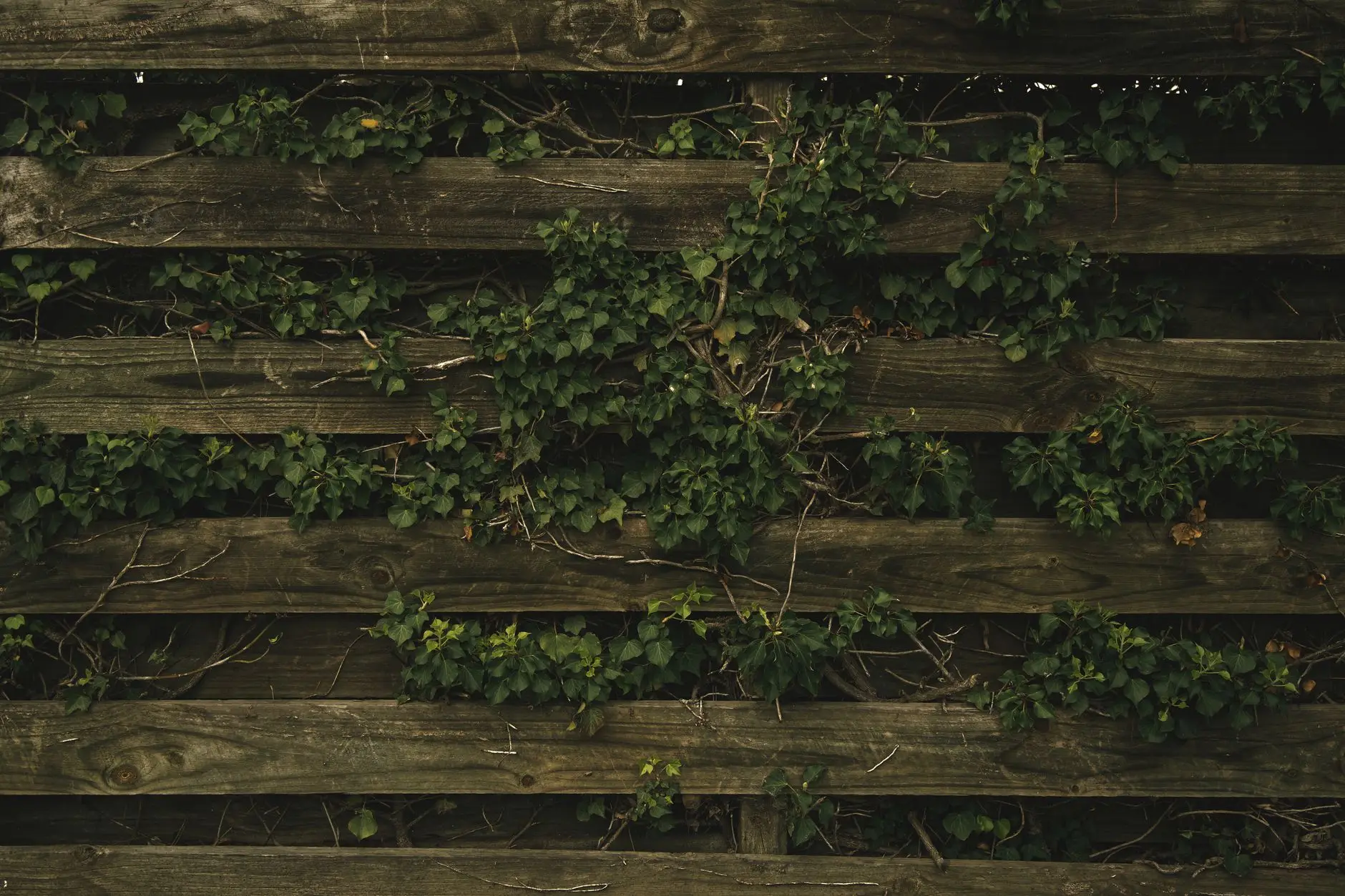 Ivy climbing through a horizontal wood fence as a backyard privacy screen