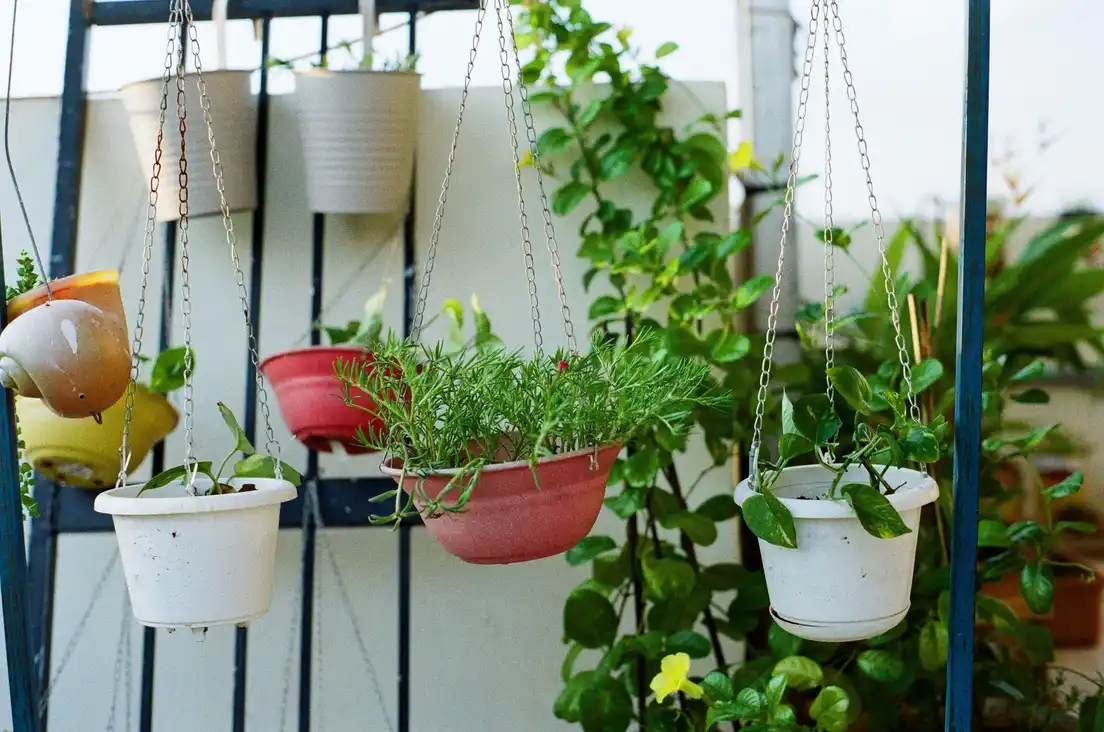 Hanging railing planters with herbs and trailing greenery on a balcony railing
