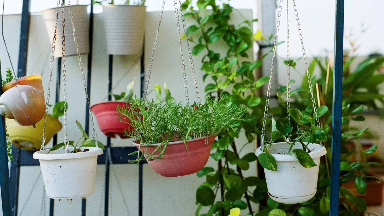 Hanging railing planters with herbs and trailing greenery on a balcony railing