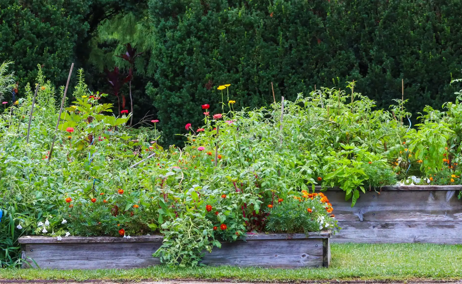 Wooden raised garden beds full of flowers and vegetables in a backyard with no lawn