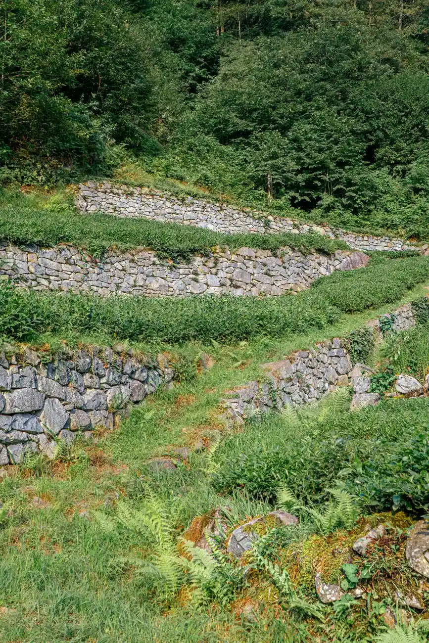 A tiered stone retaining wall built into a sloped, planted backyard
